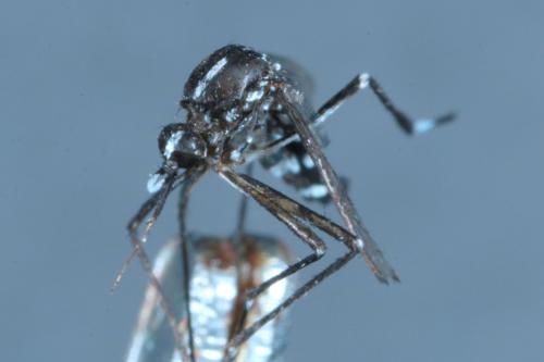 Réf. 189 296 : Aedes albopictus